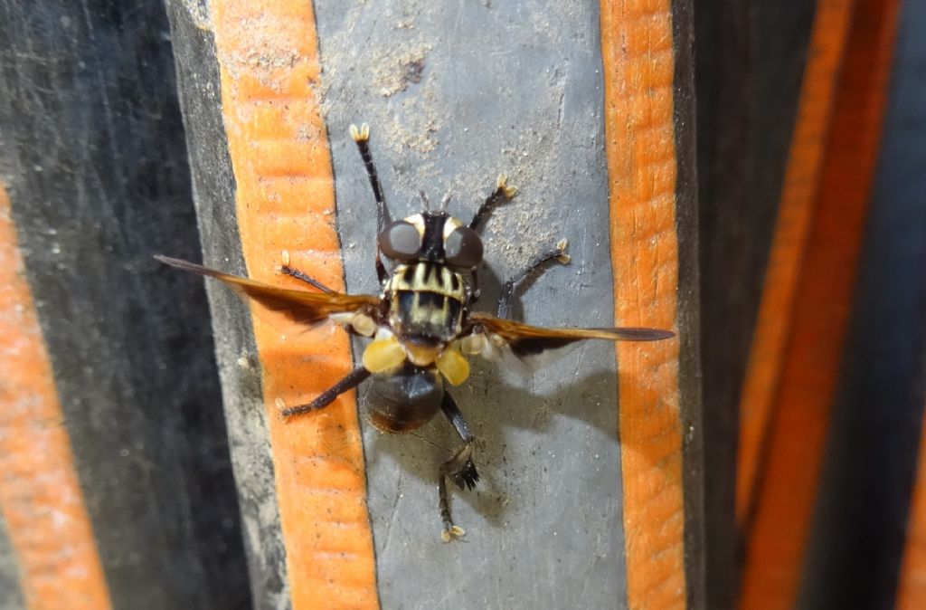 Tachinidae: Trichopoda (Galactomyia) pictipennis